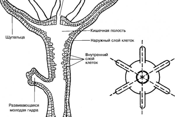 Kraken официальная ссылка